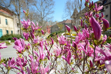 Székesfehérvár képviseli a magyar városokat az Entente Florale versenyen